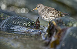 BB 15 0685 / Calidris maritima / Fjæreplytt